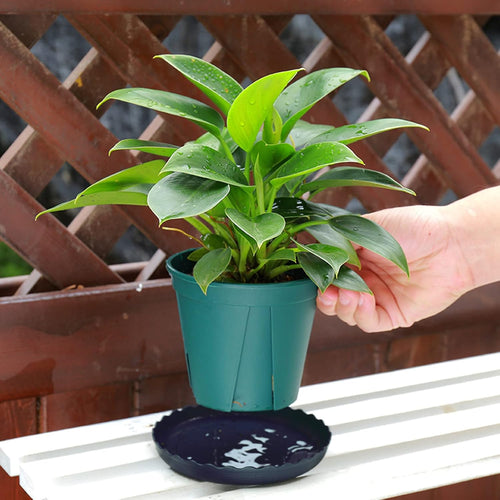 12Pcs Plant Saucer, 6 8 10 Inch Durable Plastic Plant Tray, Black Round Plant Pot Saucers, Drip Tray For Indoor And Outdoor Garden