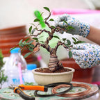 Mudder 5 Roll Aluminum Bonsai Training Wire Tree 1/1.5/2.0Mm 160 Feet Total With Bonsai Wire Cutter Anodized Training For Holding Branches Small Trunks(Classic)