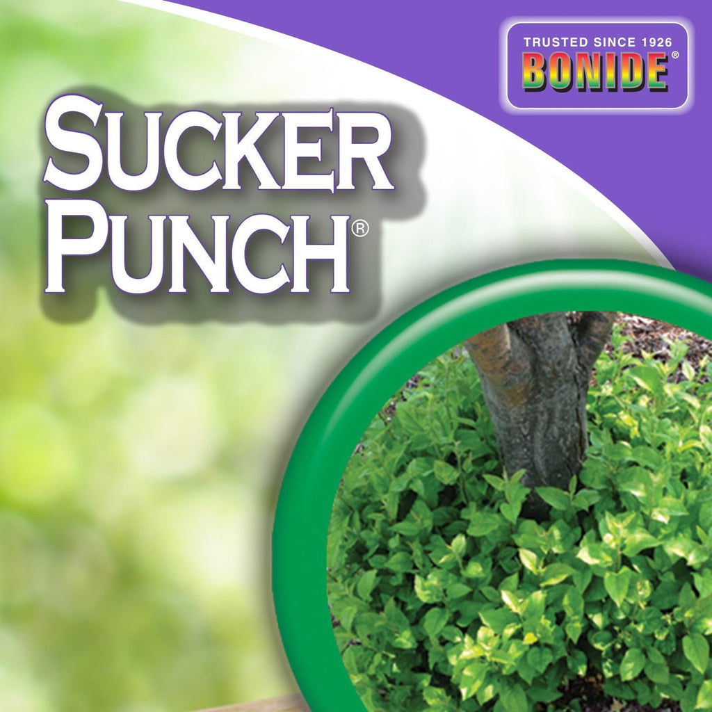 Bonide Sucker Punch Knock Out Sprouts 8 Oz | Ready-To-Use With Applicator, Stop Sprouting From Roots And Pruning Cuts