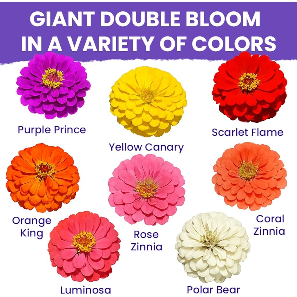 Naturez Edge Zinnia Seeds For 2026 Planting Outdoors, Over 4000 Flower Seeds, 1 Oz, Non Gmo Made In Usa, Bulk Semillas De Flores Para Sembrar, California Giants, Easy To Grow Zinnia Seed Mix
