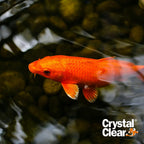 Crystalclear Algae D-Solv Epa Registered Pond Algaecide, 1 Gallon | Fast-Acting Algae Control For Fountains & Outdoor Ponds Containing Koi & Other Fish, 1 Gal Treats 46,080 Gallons.