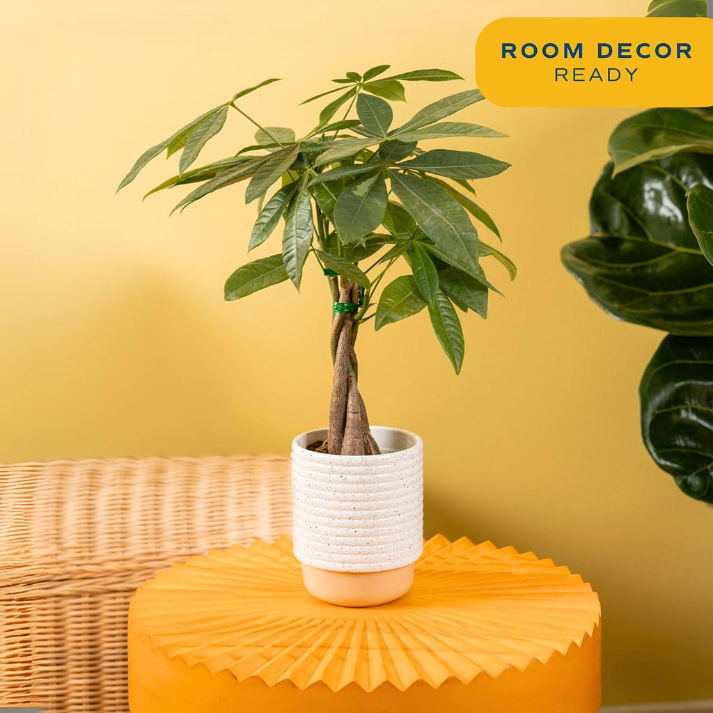 Costa Farms Money Tree (Pachira Aquatica) Live Indoor Bonsai-Style Plant, 12-16 Inches Tall, Braided Trunk Houseplant In Decorative Pot, Easy Care Pet-Friendly Decor
