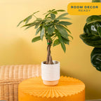Costa Farms Money Tree (Pachira Aquatica) Live Indoor Bonsai-Style Plant, 12-16 Inches Tall, Braided Trunk Houseplant In Decorative Pot, Easy Care Pet-Friendly Decor