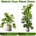 2 Pack 48'' Bendable Moss Pole Monstera Plant Support For Climbing Indoor Plants - Stakes For Potted Climbers - Tall Sticks Indoor Trellis For Houseplants - Accessories For Monstera Pot