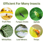 Yellow Sticky Fruit Fly Trap 36 Pack, Dual-Sided Gnat Traps For Plants | Catches Fungus Gnats, Fruit Fly, Whitefly, Aphid, Leaf Miner, No Harm & Odorless, Safe For Indoor Garden & Outdoor Plant Use