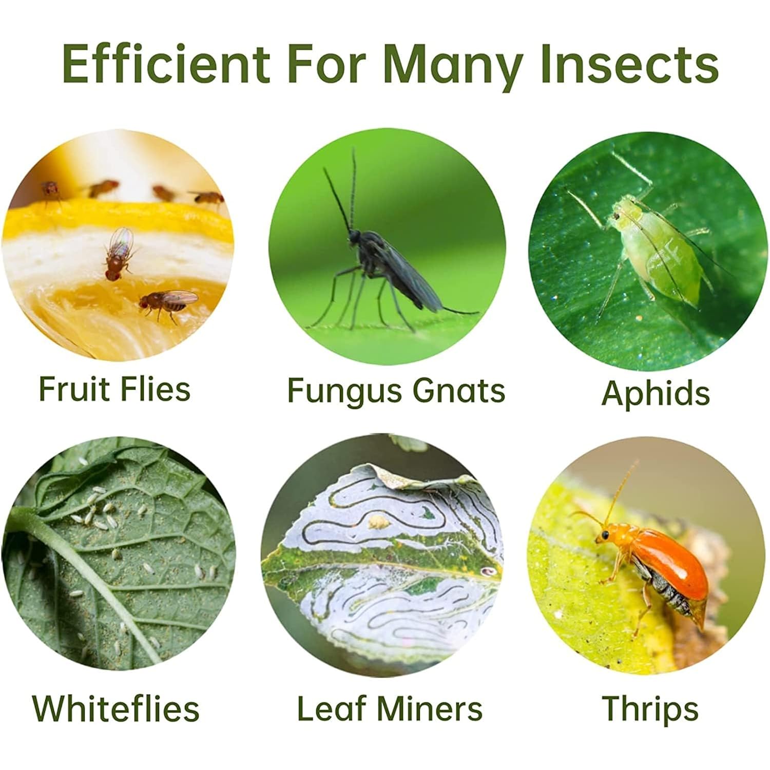 Yellow Sticky Fruit Fly Trap 36 Pack, Dual-Sided Gnat Traps For Plants | Catches Fungus Gnats, Fruit Fly, Whitefly, Aphid, Leaf Miner, No Harm & Odorless, Safe For Indoor Garden & Outdoor Plant Use