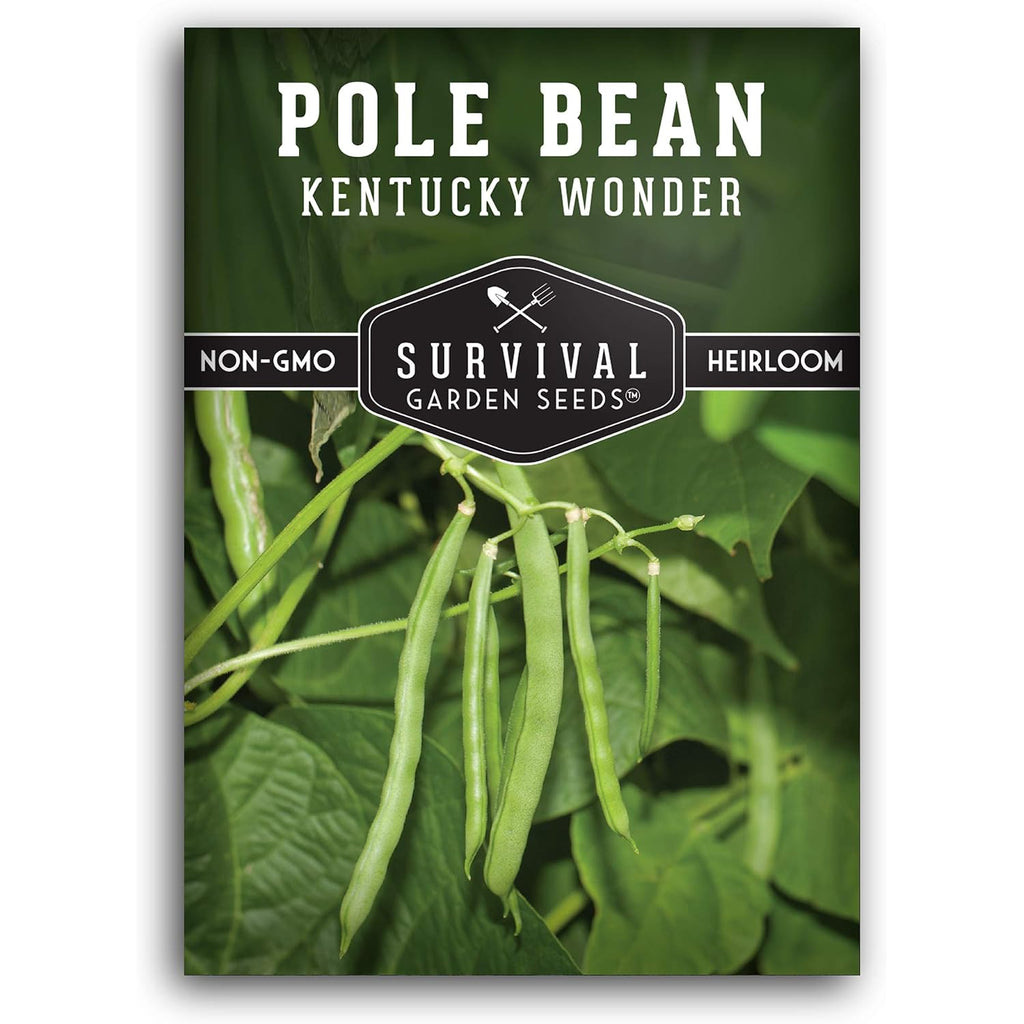 Kentucky Wonder Pole Bean Seeds For Planting (1 Pack) | Heirloom Climbing Green Beans For Trellis Growing - Long Harvest Season, Stringless Pods - Survival Garden Seeds