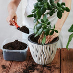 Back To The Roots 100% Organic Indoor Potting Mix (6 Quart), Promotes Healthy Houseplant Growth, Made In The Usa