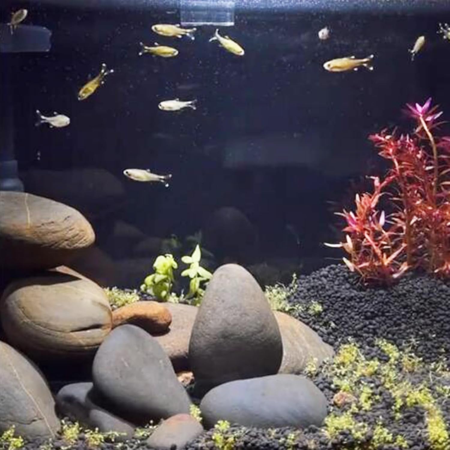 5 Lbs Natural Aquarium Rocks, 2-3 Inch Large Pebbles.Decorative River Rocks For Plants, Fish Tank, Garden, Paving, Fountain, Walkways And Outdoor Landscaping