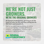 General Hydroponics Gh3253 Rapid Rooter Replacement Plugs 50 Count