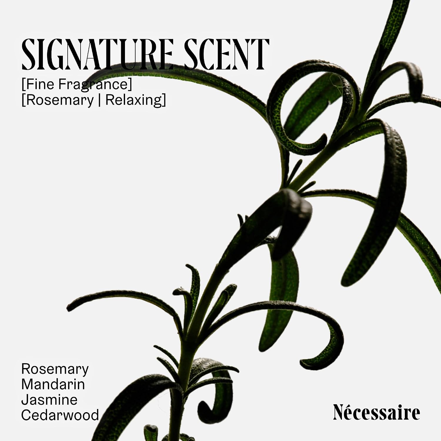 Nécessaire Rosemary Hair Duo | Multi-Protein Strengthening Rosemary Shampoo And Conditioner Set For Thinning Hair. For Women + Men. Free Of Sulfates. Color-Safe. 250 Ml / 8.4 Oz
