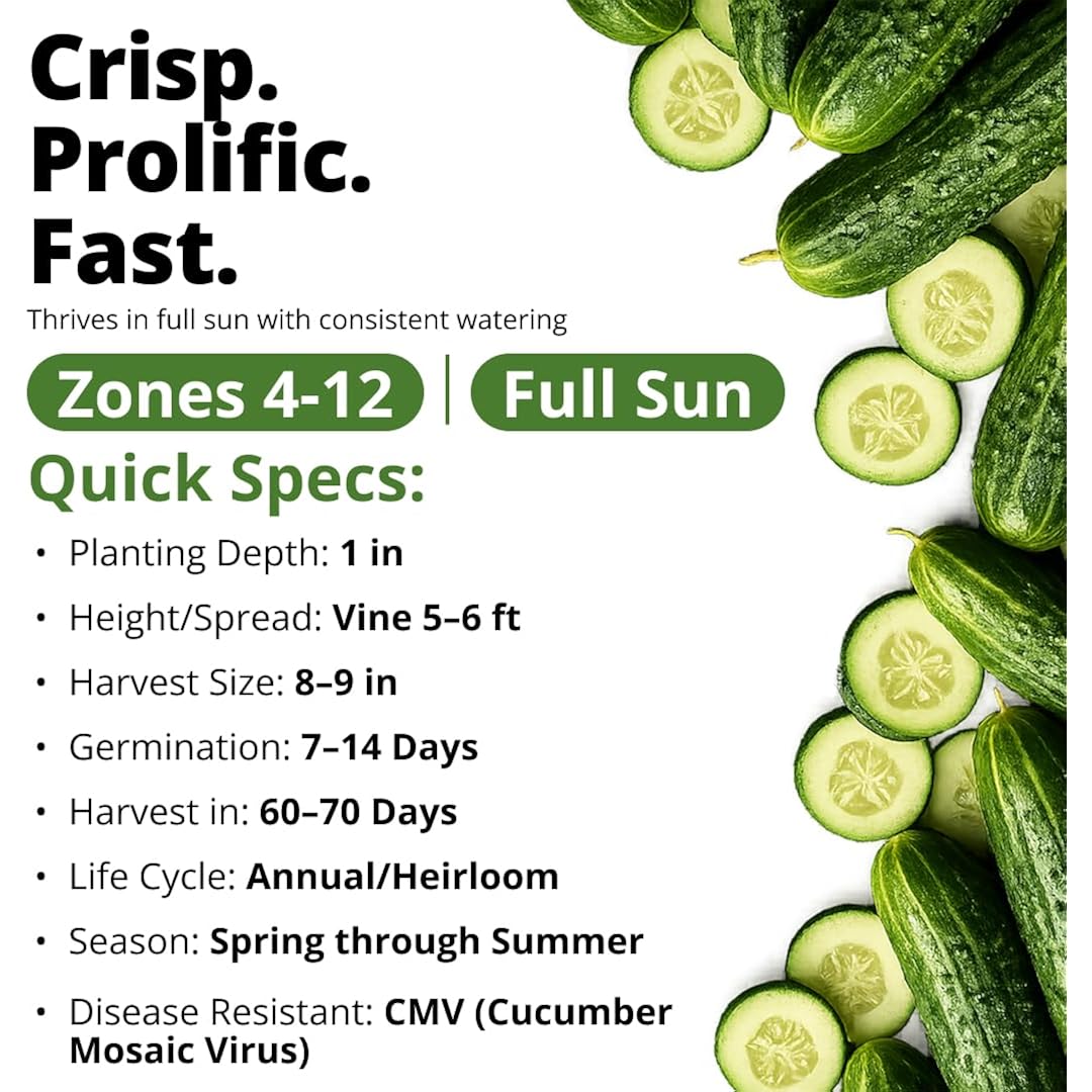 Home Grown Organic Marketmore Cucumber Seeds 200+ Heirloom Non-Gmo Seeds For Planting, High Germination, Hardy & Vigorous Slicing Cucumber, Trellis & Raised Bed Garden (Cucumis Sativus)