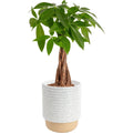 Costa Farms Money Tree (Pachira Aquatica) Live Indoor Bonsai-Style Plant, 12-16 Inches Tall, Braided Trunk Houseplant In Decorative Pot, Easy Care Pet-Friendly Decor