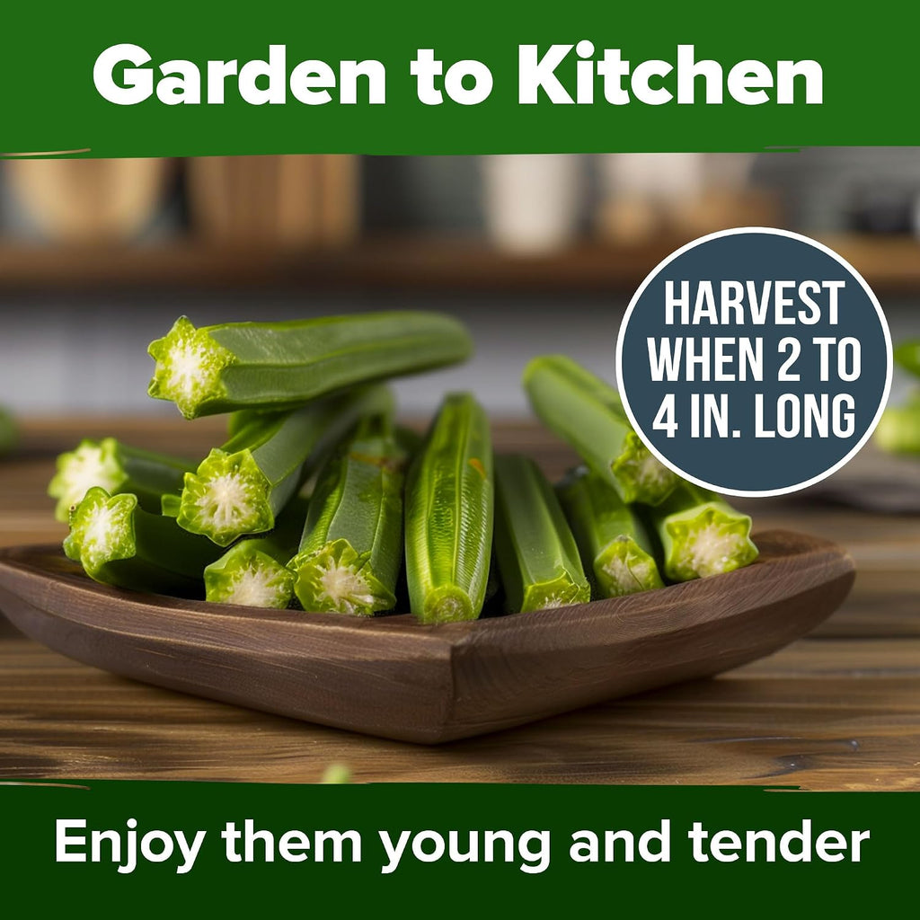 Home Grown Clemson Spineless Okra Seeds 101+ Heirloom Non-Gmo Vegetable Seeds For Planting, Easy To Grow Summer Garden, High Germination, Heat Tolerant, Tender Green Pods (Abelmoschus Esculentus)