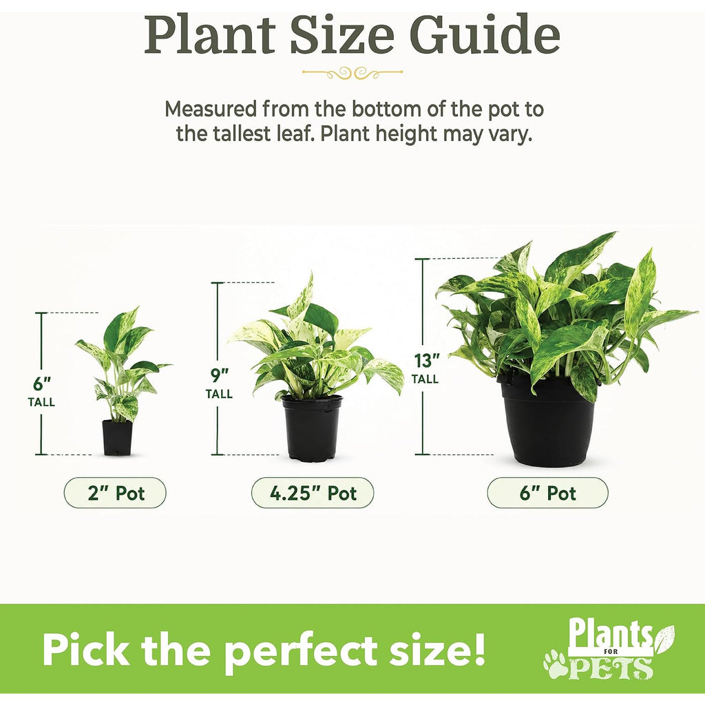 Easy To Grow Live Houseplants (6 Pack), Deluxe Collection Of Assorted Air Purifying Indoor Plants, Peperomia, Spider Plants, No Duplicates, Pothos, Easy Plant Care, 2 In Pots, Begonia, Croton