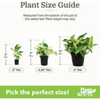 Easy To Grow Live Houseplants (6 Pack), Deluxe Collection Of Assorted Air Purifying Indoor Plants, Peperomia, Spider Plants, No Duplicates, Pothos, Easy Plant Care, 2 In Pots, Begonia, Croton