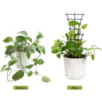 Feitore Plant Trellis Indoor, 6Pcs Stackable Plant Trellis For Climbing Plants Indoor, Small Plant Climbing Trellis For Potted Plants Plastic Climbing Plant Support Trellis For Houseplant Hoya Pothos