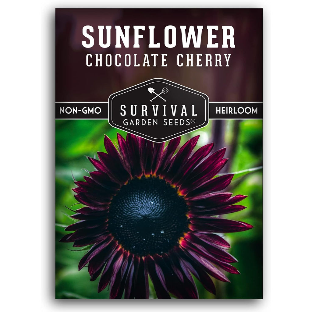 Chocolate Cherry Sunflower Seeds For Planting - 1 Pack | Rare Burgundy Black Blooms, 6-7 Ft Giant Flower, Heirloom Non-Gmo - Survival Garden Seeds