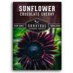 Chocolate Cherry Sunflower Seeds For Planting - 1 Pack | Rare Burgundy Black Blooms, 6-7 Ft Giant Flower, Heirloom Non-Gmo - Survival Garden Seeds