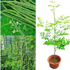 100 Moringa Seeds Approx | Moringa Seeds For Planting | Excellent Germination | Premium Grade Pkm1 | Semillas De Moringaa Seed | Malunggay