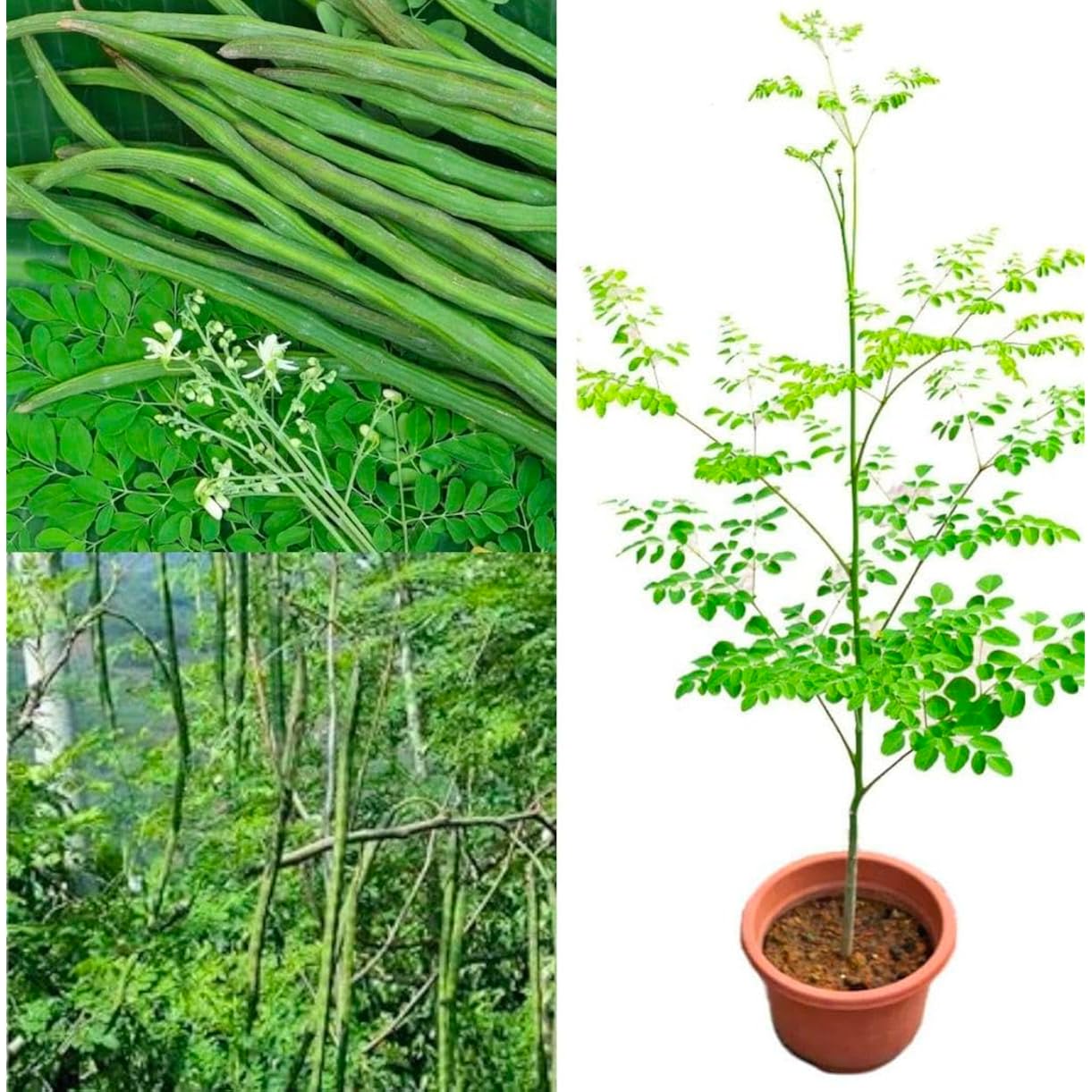 100 Moringa Seeds Approx | Moringa Seeds For Planting | Excellent Germination | Premium Grade Pkm1 | Semillas De Moringaa Seed | Malunggay