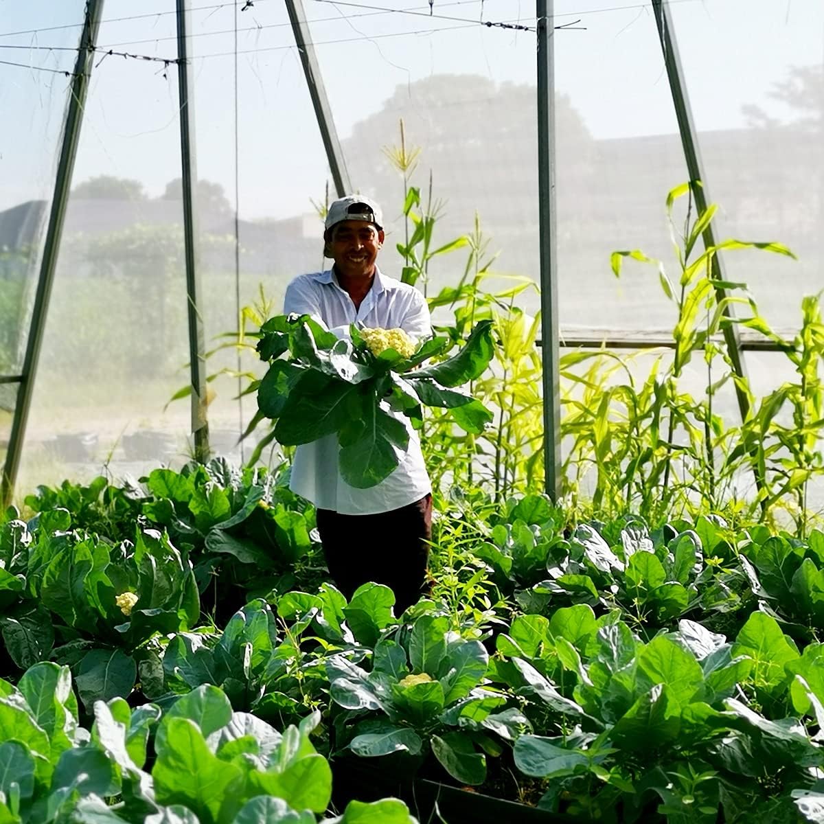 Garden Netting Pest Barrier: 4'X10' Fine Bug Netting For Garden Protection Row Cover Raised Bed Screen Mesh Greenhouse Mosquito Net, Protecting Tree Plants Vegetable Flowers Fruits