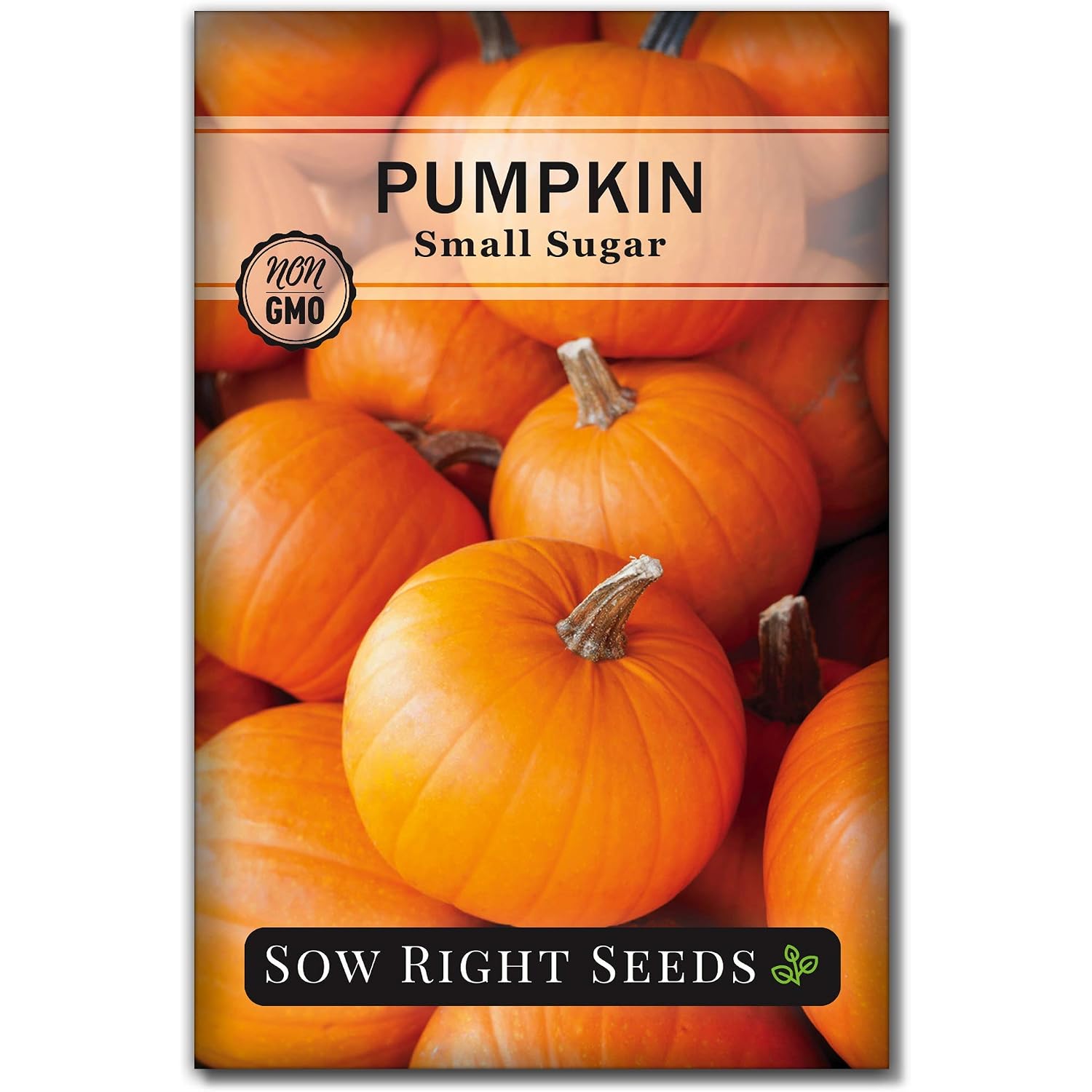 Sow Right Seeds - Small Sugar Pumpkin Seed For Planting - Non-Gmo Heirloom Packet With Instructions To Plant A Home Vegetable Garden - Mini Orange Sugar Variety On Long Vines - Fast Growing (1)