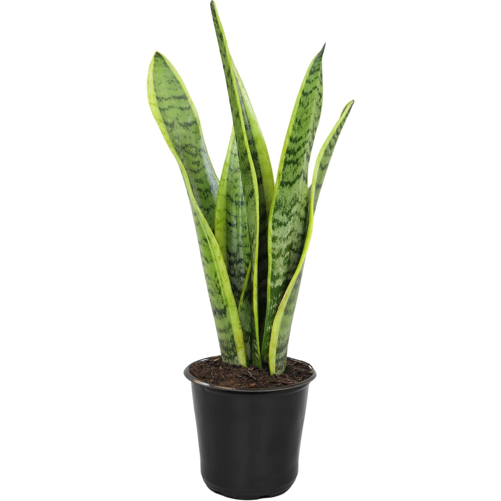 Altman Plants Live Snake Plant (Laurentii), Approx. 30" Tall, Virtually Indestructible, Easy Succulent Houseplant, 4 In Pot