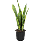 Altman Plants Live Snake Plant (Laurentii), Approx. 30" Tall, Virtually Indestructible, Easy Succulent Houseplant, 4 In Pot