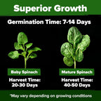 Home Grown Bloomsdale Spinach Seeds 704+ Heirloom Non-Gmo Seeds For Planting, High Germination, Cold Hardy Dark Green Savoy Leaf, Nutritious Superfood, Indoor Outdoor Garden (Spinacia Oleracea)