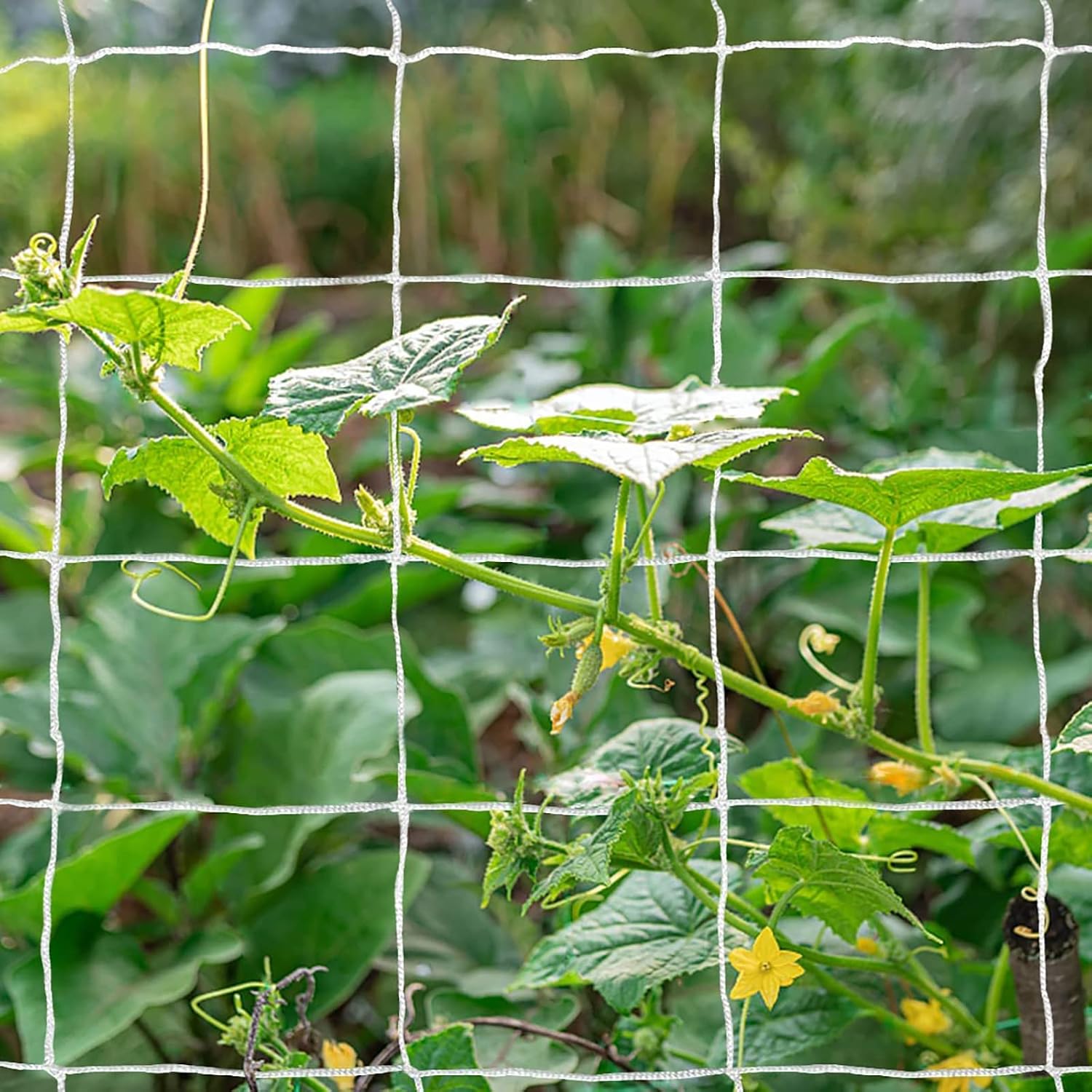 Heavy-Duty Polyester Garden Trellis Netting Plant Climbing Net For Growing Vines Plants Vegetables Fruits Flowers, White Grow Tent (5Ft X15Ft, 3.5" Opening Mesh, 1 Pack)