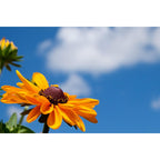Black Eyed Susan Seeds For Planting, 5000 Seeds, Giving You Beautiful Black Eyed Susan Flowers, Non-Gmo, Heirloom Seed Varieties