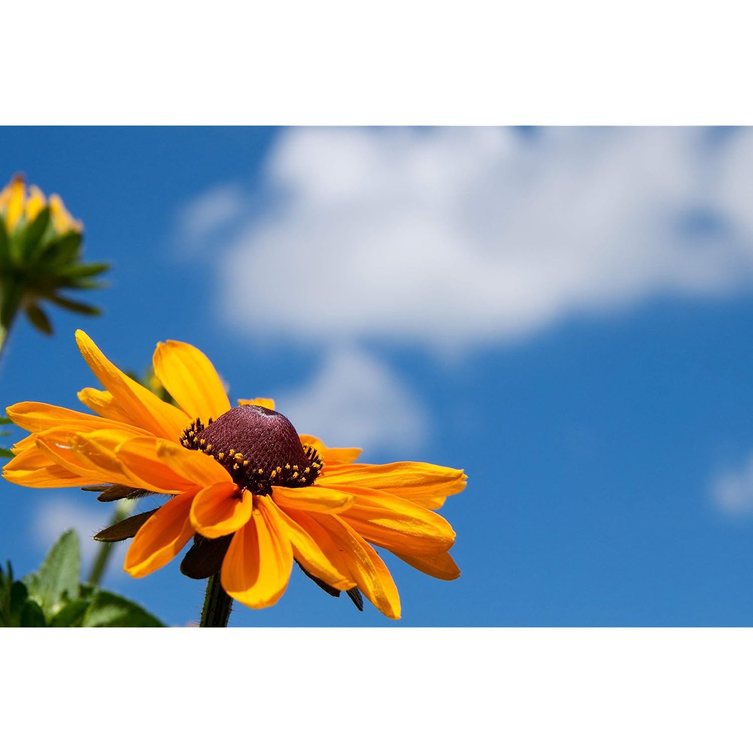 Black Eyed Susan Seeds For Planting, 5000 Seeds, Giving You Beautiful Black Eyed Susan Flowers, Non-Gmo, Heirloom Seed Varieties