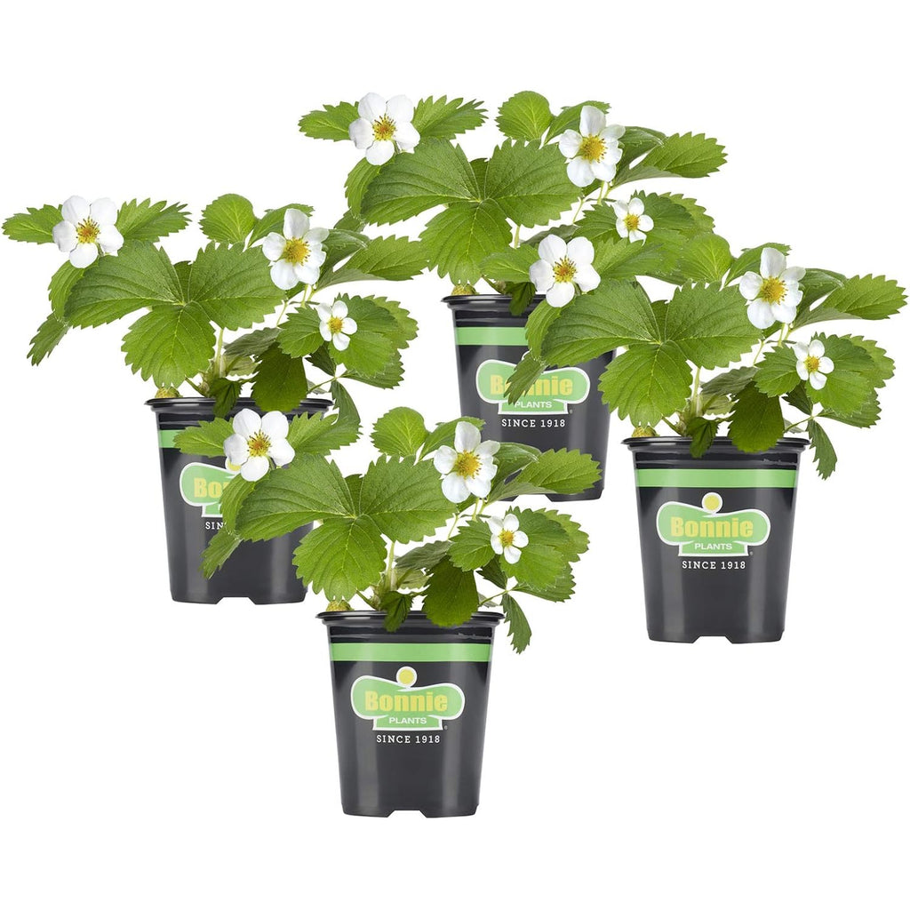 Bonnie Plants Strawberry, Live Plant, 19.3 Oz. (4-Pack)