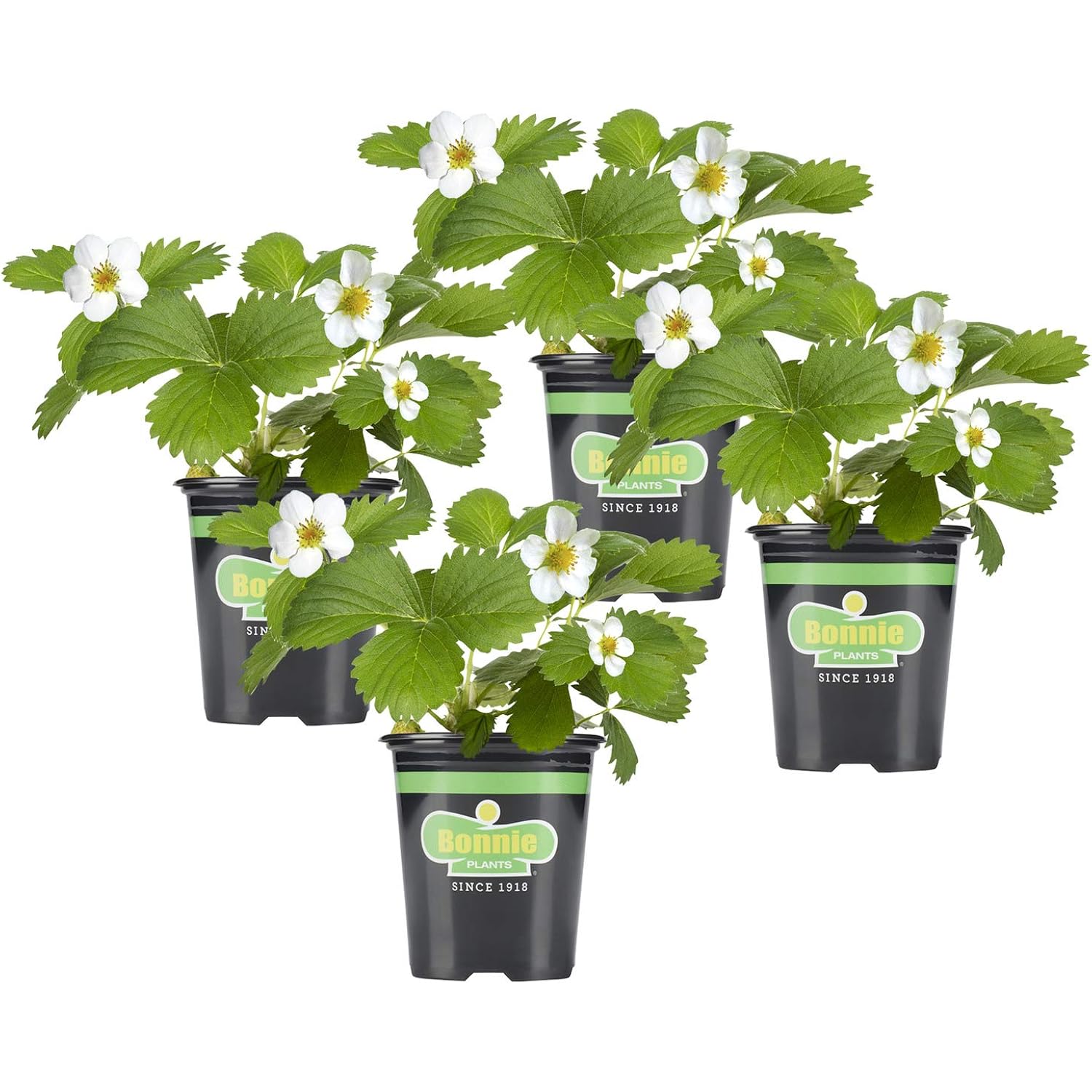 Bonnie Plants Strawberry, Live Plant, 19.3 Oz. (4-Pack)