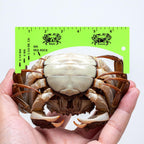 Lakei Crab Gauge, Measure For Dungeness, Blue Crab, Rock Crab, Lobste