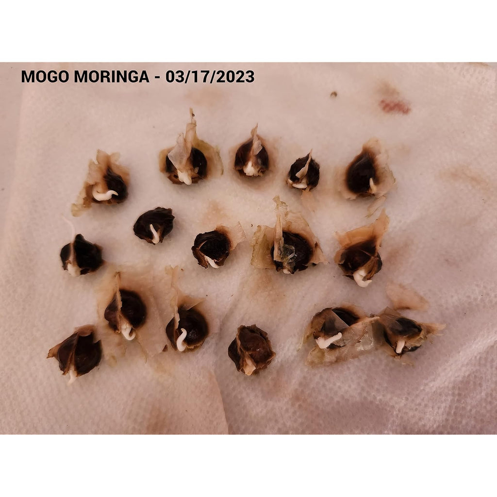 100 Moringa Seeds Approx | Moringa Seeds For Planting | Excellent Germination | Premium Grade Pkm1 | Semillas De Moringaa Seed | Malunggay