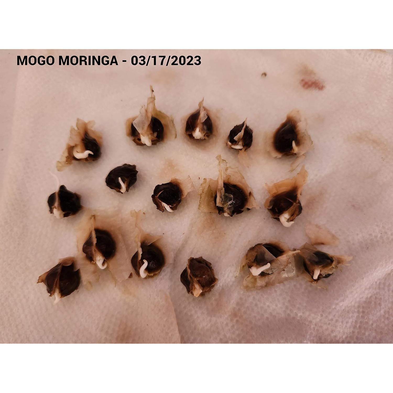 100 Moringa Seeds Approx | Moringa Seeds For Planting | Excellent Germination | Premium Grade Pkm1 | Semillas De Moringaa Seed | Malunggay