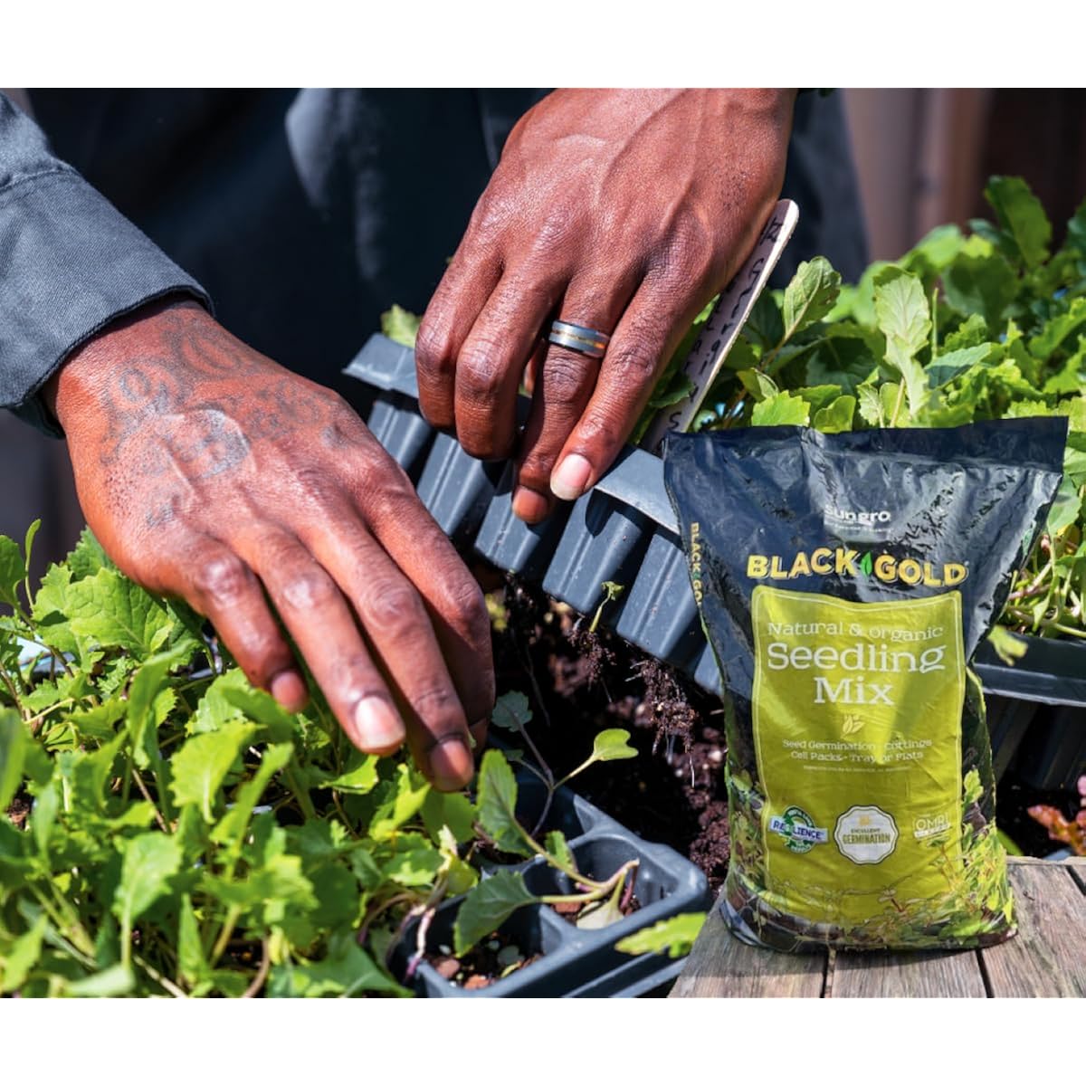 Sungro Horticulture Seedling Mix - Organic Seed Starting Mix - 8 Quart - Lime, Perlite, Sphagnum Peat Moss