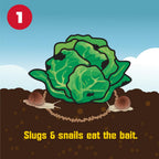 Corry'S 100511427 Slug And Snail Killer, 1.75 Lb