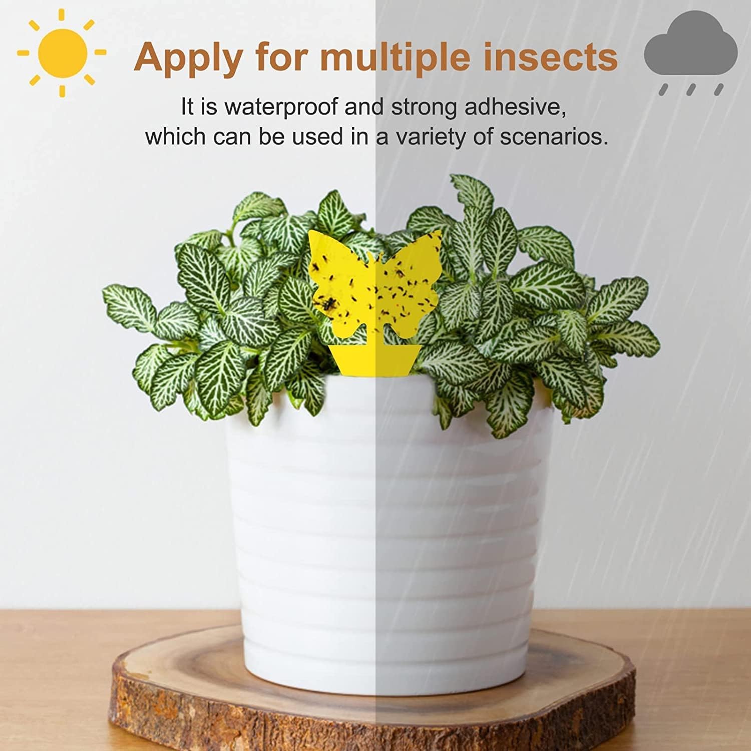 Yellow Sticky Fruit Fly Trap 36 Pack, Dual-Sided Gnat Traps For Plants | Catches Fungus Gnats, Fruit Fly, Whitefly, Aphid, Leaf Miner, No Harm & Odorless, Safe For Indoor Garden & Outdoor Plant Use