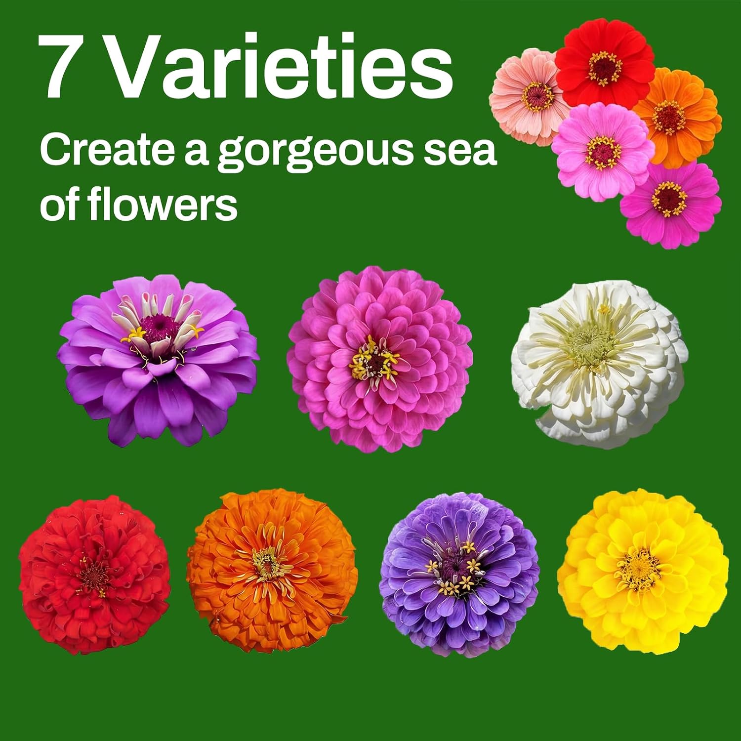 Zinnia Seeds, 6500+ Bulk Pack Mixed Colors Large Blooms Seeds, California Giant Zinnia Seeds For 2026, High Germination Non-Gmo, Wildflower Seeds For Planting Indoor Outdoor, Open Pollinated