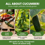 Home Grown Organic Marketmore Cucumber Seeds 200+ Heirloom Non-Gmo Seeds For Planting, High Germination, Hardy & Vigorous Slicing Cucumber, Trellis & Raised Bed Garden (Cucumis Sativus)