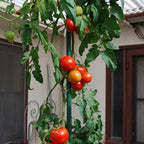 Garden Stakes, 25 Pack Steel Plant Garden Tomato Stakes With Plastic Coat For Climbing Plants (25 Pack 58 Inch)