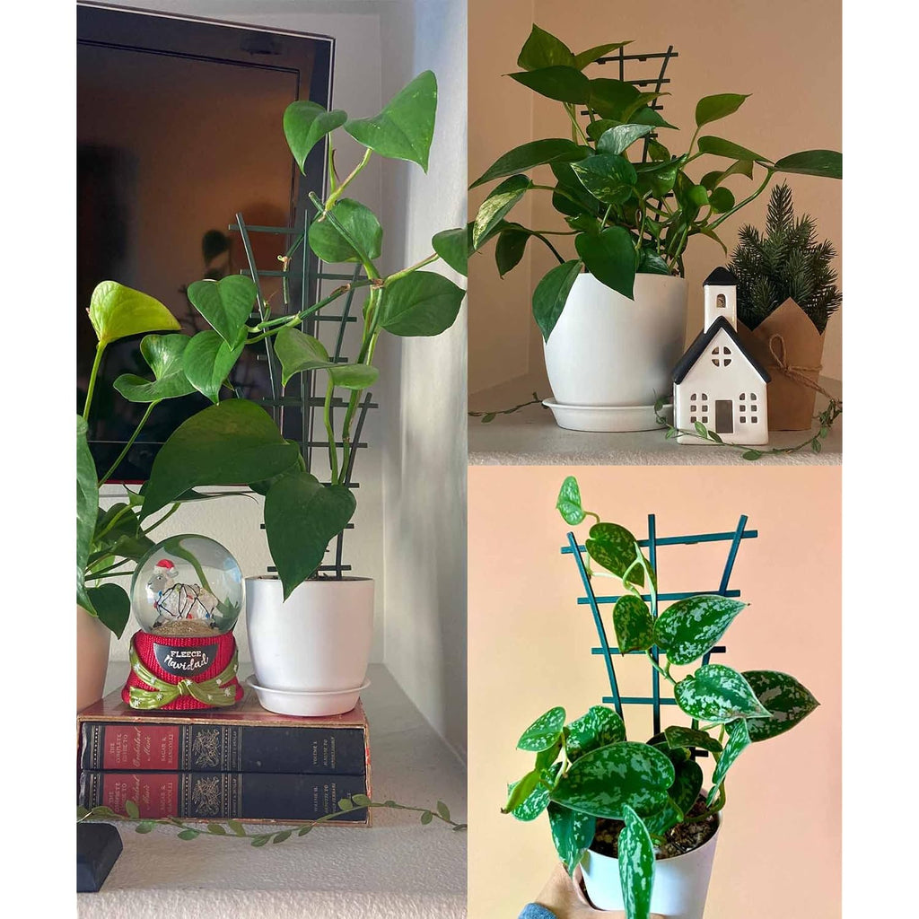 Feitore Plant Trellis Indoor, 6Pcs Stackable Plant Trellis For Climbing Plants Indoor, Small Plant Climbing Trellis For Potted Plants Plastic Climbing Plant Support Trellis For Houseplant Hoya Pothos