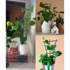 Feitore Plant Trellis Indoor, 6Pcs Stackable Plant Trellis For Climbing Plants Indoor, Small Plant Climbing Trellis For Potted Plants Plastic Climbing Plant Support Trellis For Houseplant Hoya Pothos