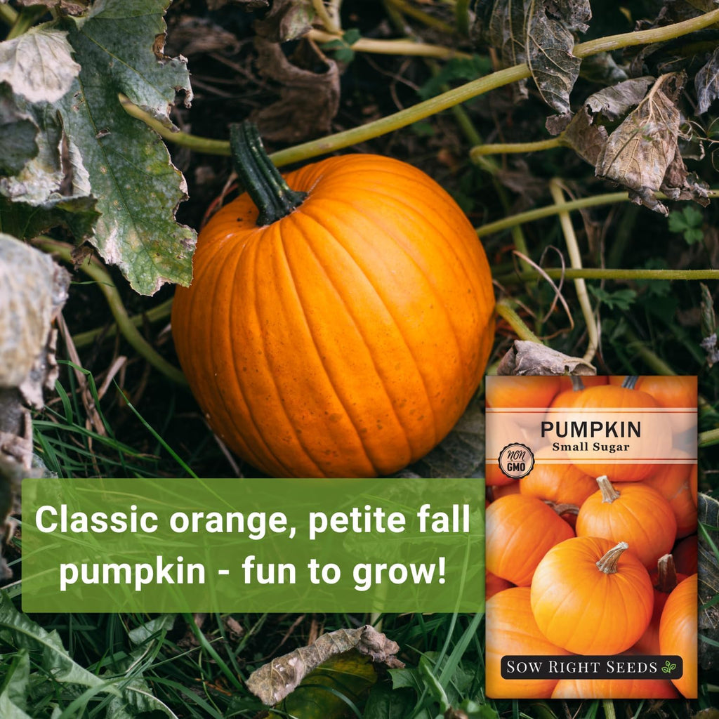 Sow Right Seeds - Small Sugar Pumpkin Seed For Planting - Non-Gmo Heirloom Packet With Instructions To Plant A Home Vegetable Garden - Mini Orange Sugar Variety On Long Vines - Fast Growing (1)