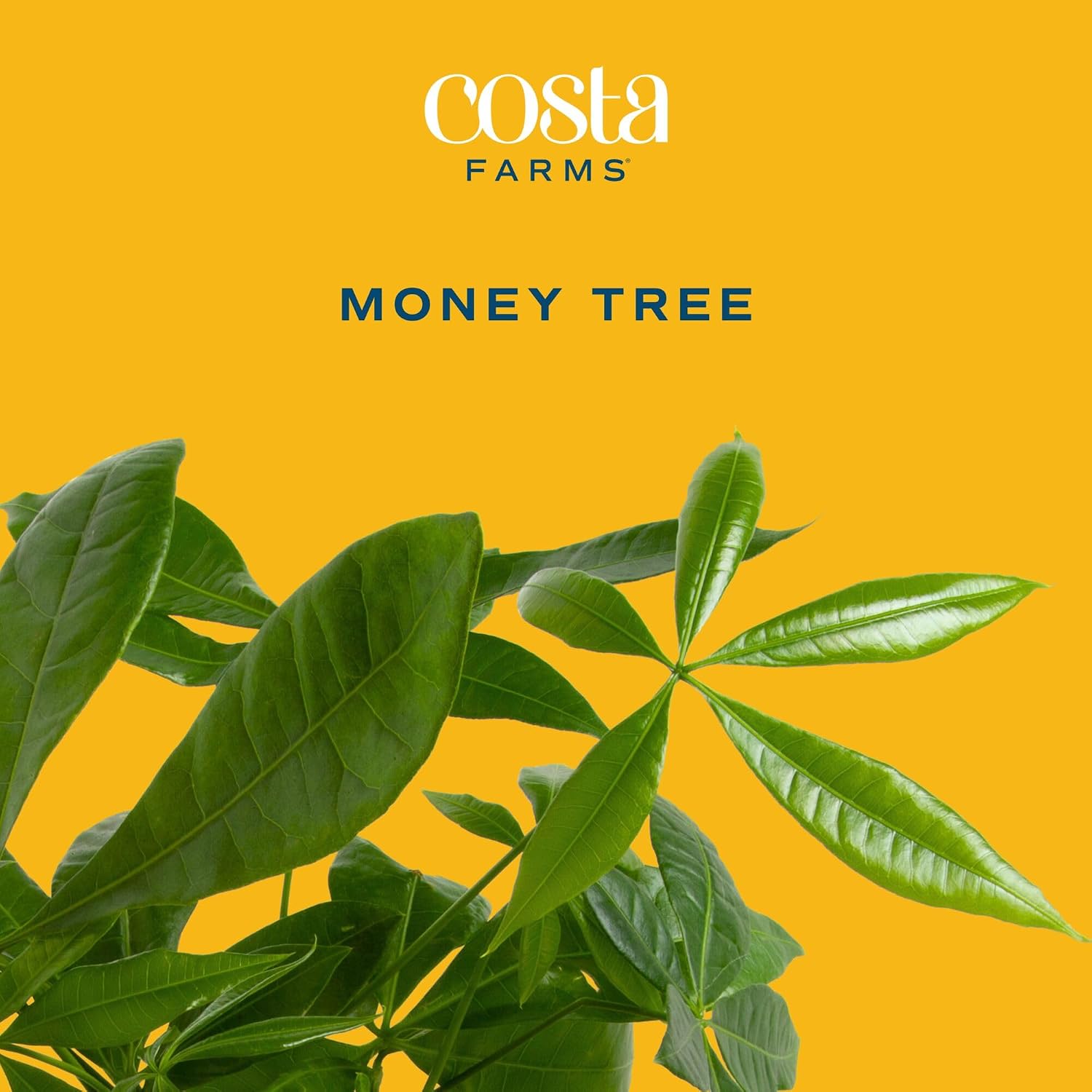 Costa Farms Money Tree (Pachira Aquatica) Live Indoor Bonsai-Style Plant, 12-16 Inches Tall, Braided Trunk Houseplant In Decorative Pot, Easy Care Pet-Friendly Decor