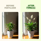 Peace Lily Fertilizer – Liquid Plant Food For More Blooms, Deep Green Leaves & Healthy Root Development, 8 Oz