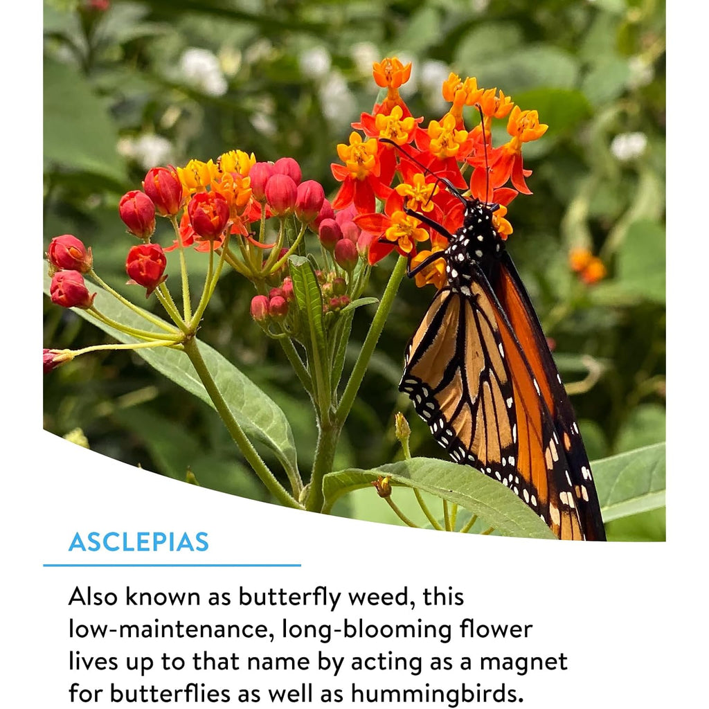 Burpee Wildflower 25,000 Bulk, 1 Bag 18 Varieties Of Non-Gmo Flower Seeds For Hummingbirds And Butterflies